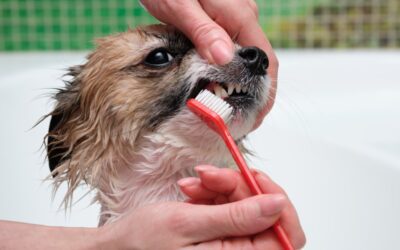 5 Simple Steps to Start Brushing Your Pet’s Teeth