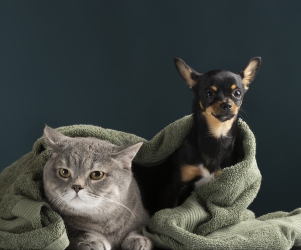 Puppy & Kitten Visits Service Image