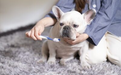 Start the New Year with Pet Dental Care