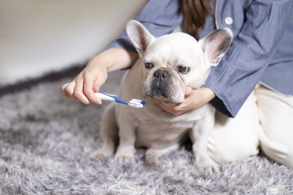 Start the New Year with Pet Dental Care Post Banner